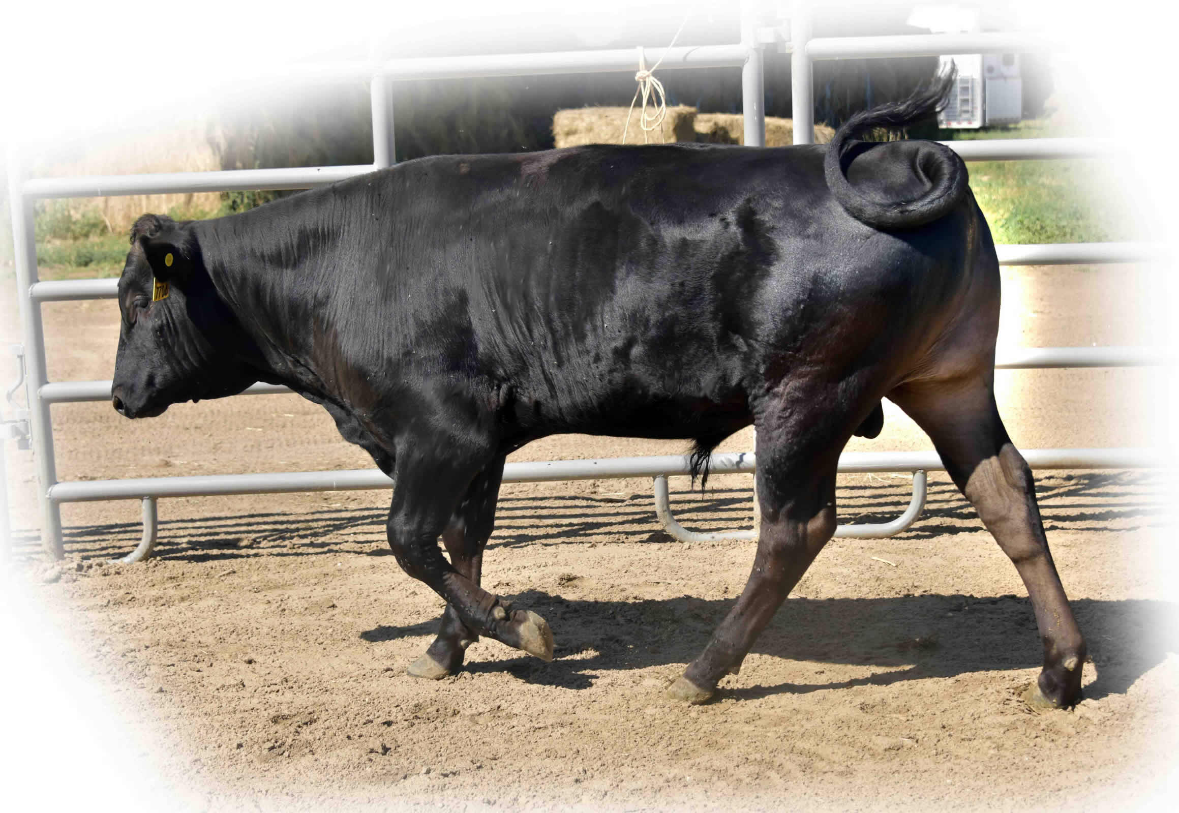 Shogun 7704 - Flying A Wagyu 100% Full Blood Black Wagyu Shogun as a yearling